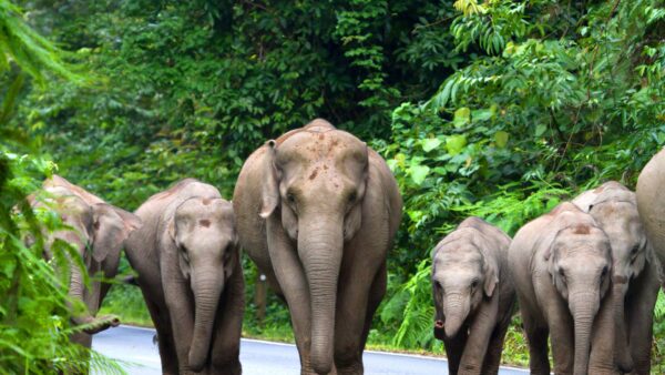 Thaïlande : Commence l’année autrement - Image 9