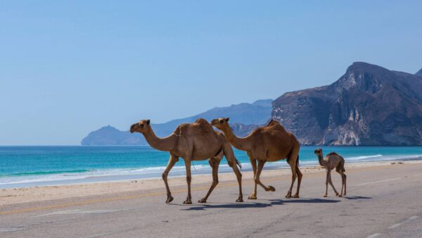 Oman : La Perle d'Arabie