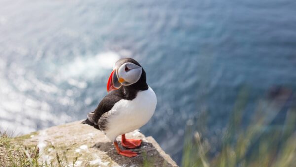 Islande : Road trip au pays des merveilles - Image 4